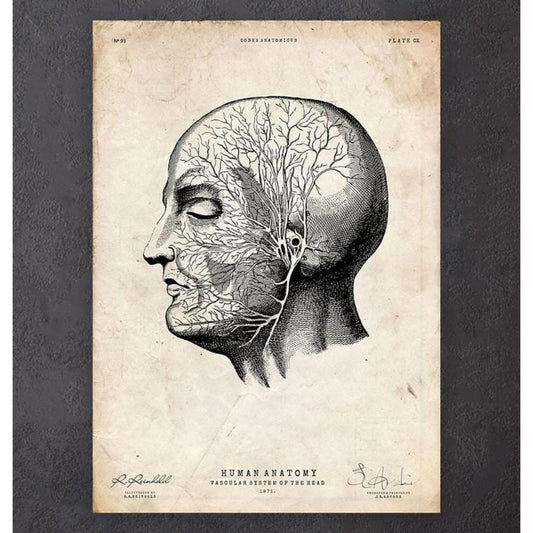 Head Anatomy Print V