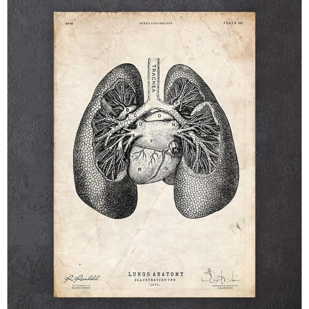 Lung Anatomy Print II