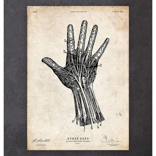 Human Hand Anatomy Print IV