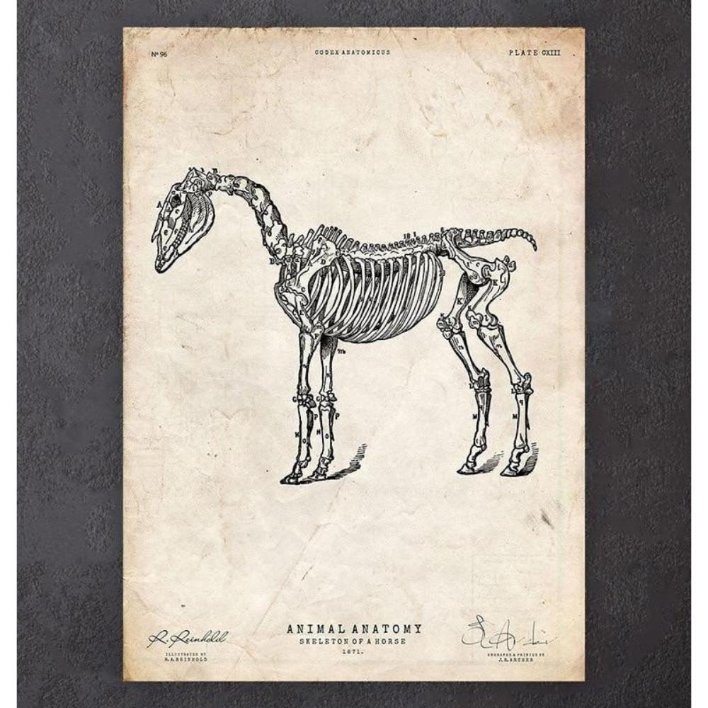 Horse Skeleton Print