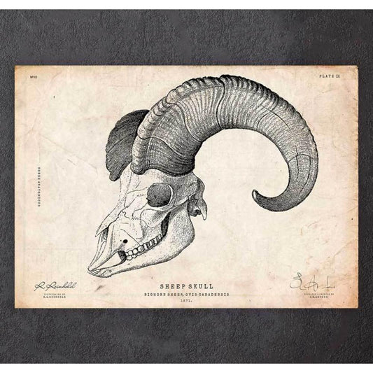 Goat Skull Print