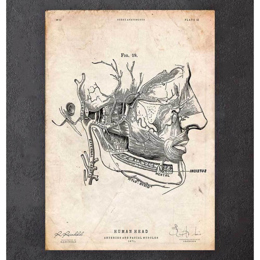 Facial Muscles Anatomy Print