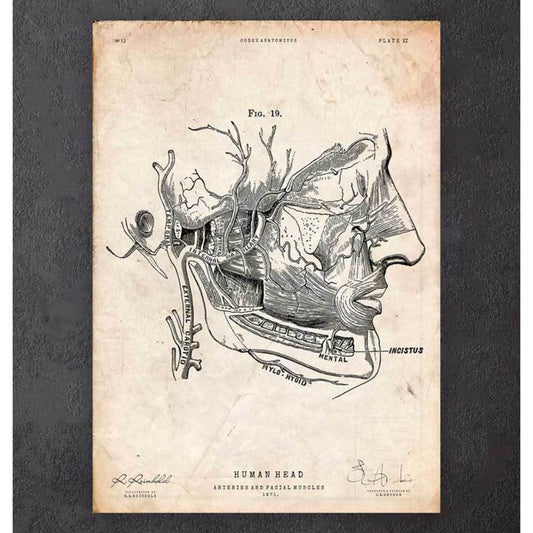 Facial Muscles Anatomy Print