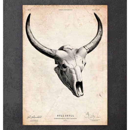 Bull Skull Print