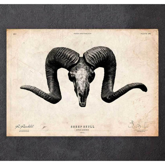 Sheep Skull Print
