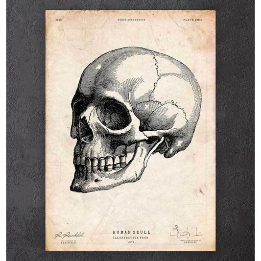 Human Skull Print IV