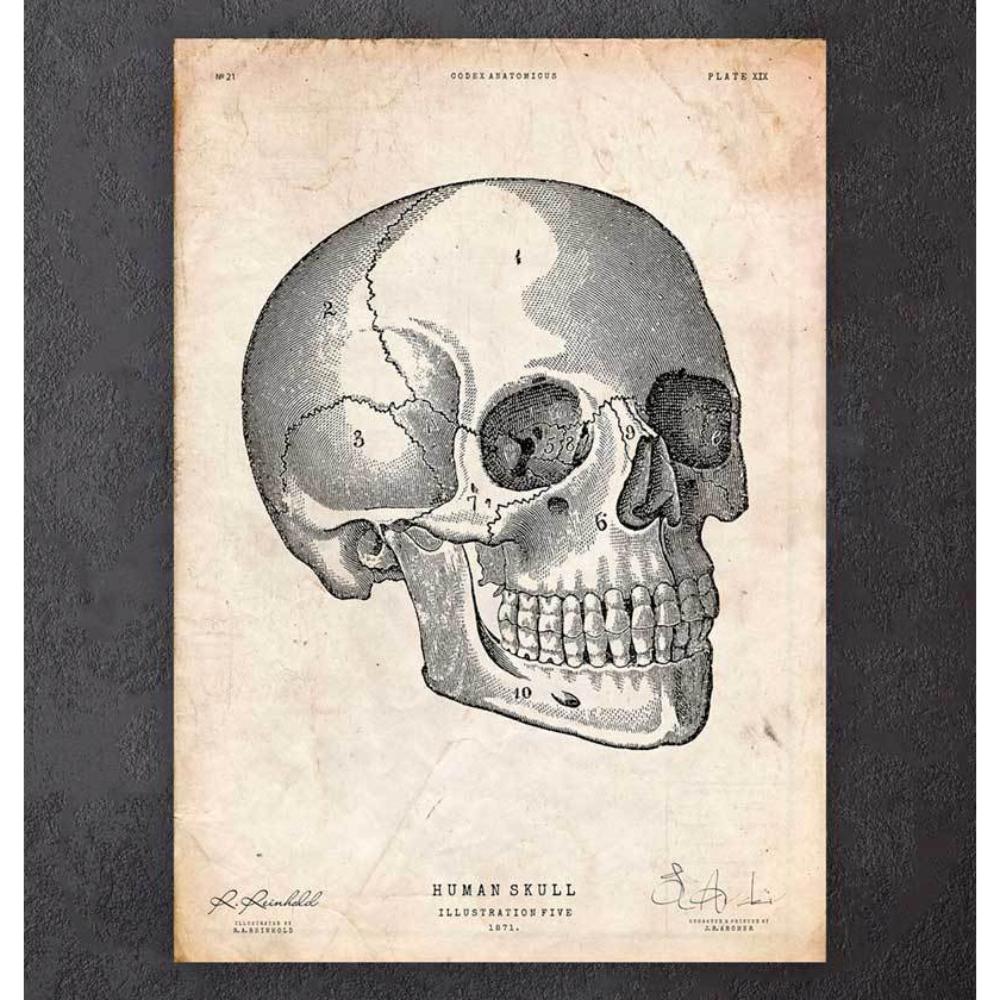 Human Skull Print V