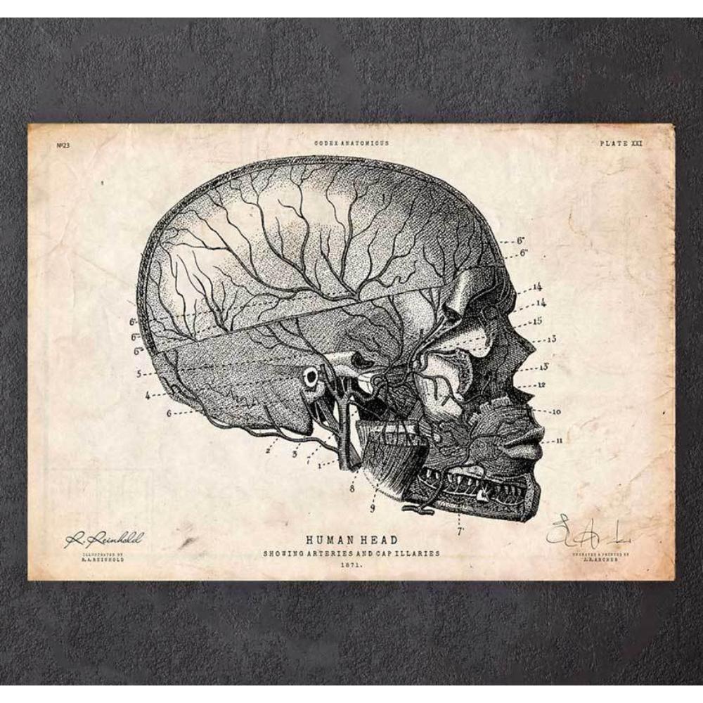 Human Head Anatomy Print