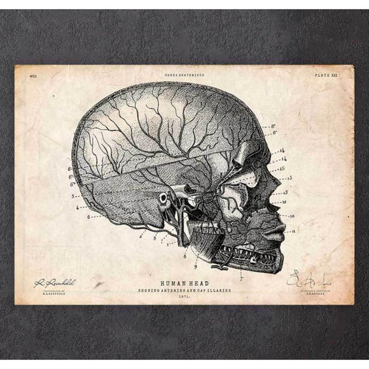 Human Head Anatomy Print