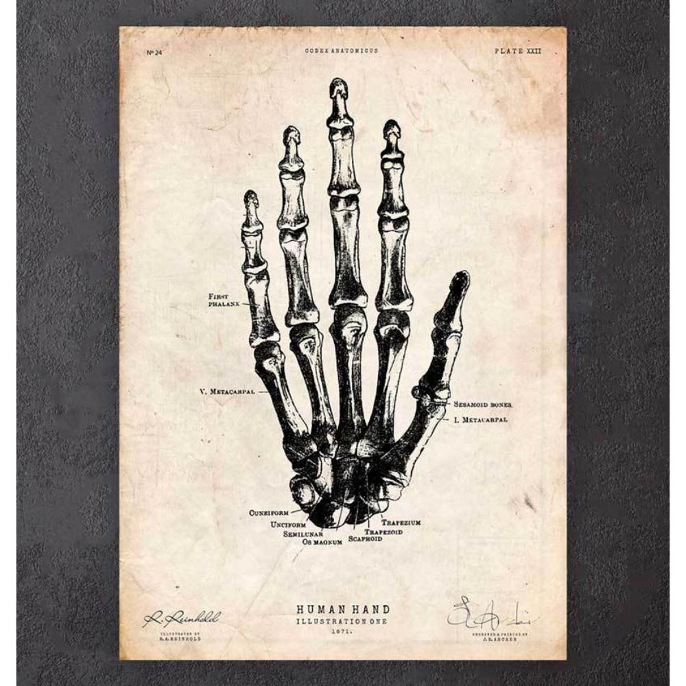 Human Hand Anatomy Print