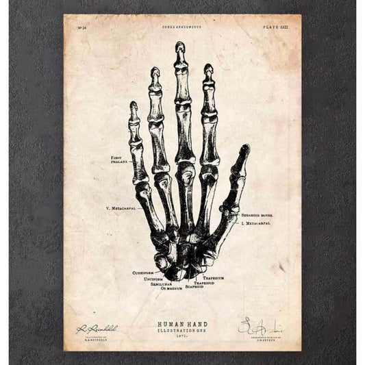 Human Hand Anatomy Print