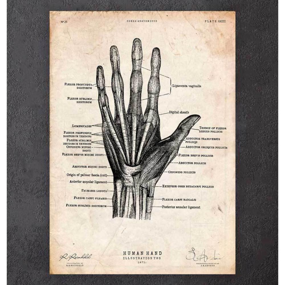 Human Hand Anatomy Print II