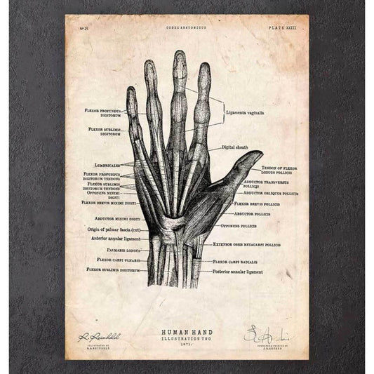 Human Hand Anatomy Print II