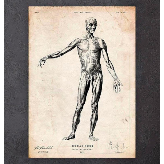 Full Body Human Anatomy Print