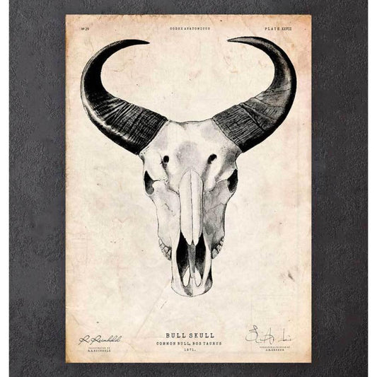 Bull Skull Print II