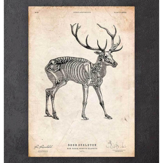 Deer Skeleton Print