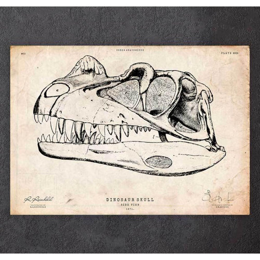Dinosaur Skull Print