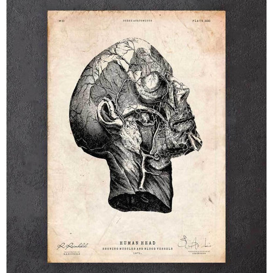 Head Anatomy Print