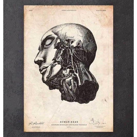 Head Anatomy Print II
