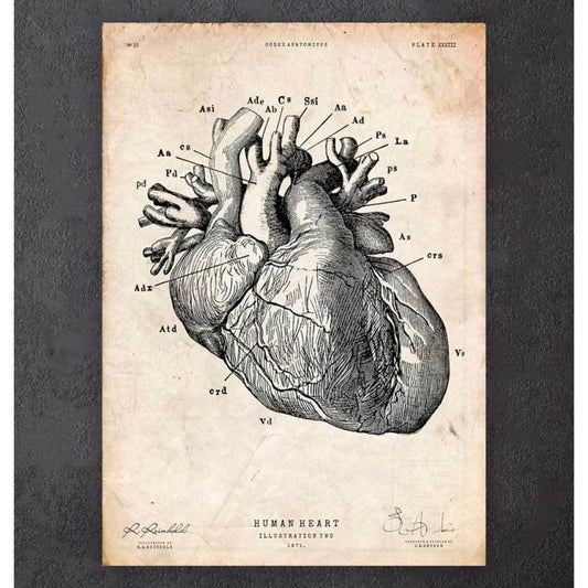 Heart Anatomy Print IV