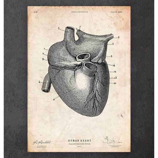 Heart Anatomy Print Vi