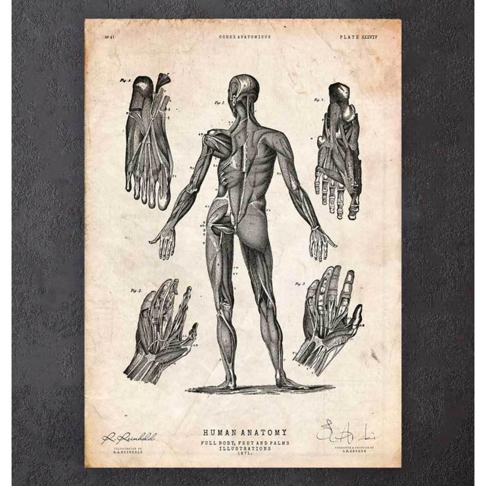 Full Body Human Anatomy Print III