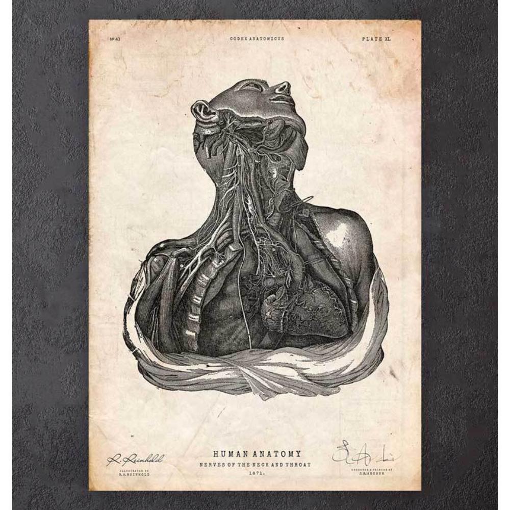 Neck And Throat Anatomy Print