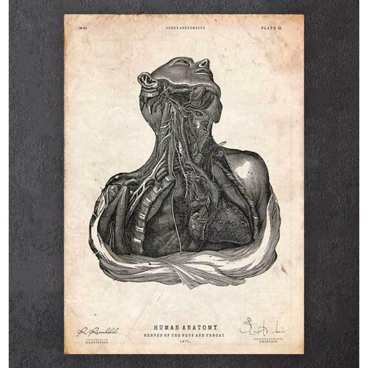 Neck And Throat Anatomy Print