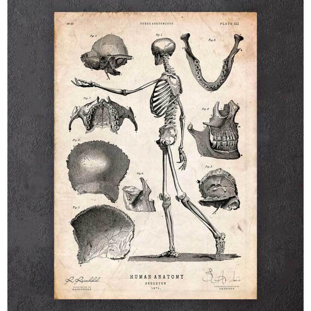 Human Skeleton Print