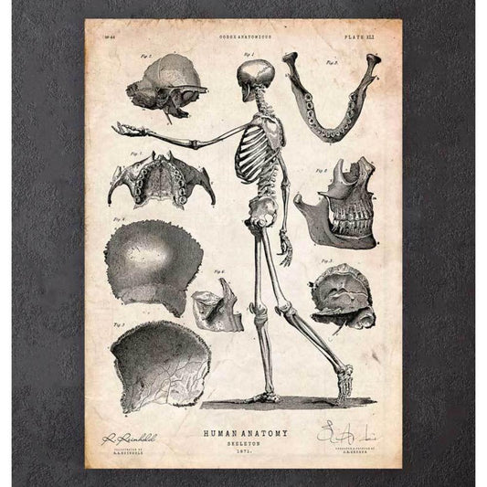 Human Skeleton Print