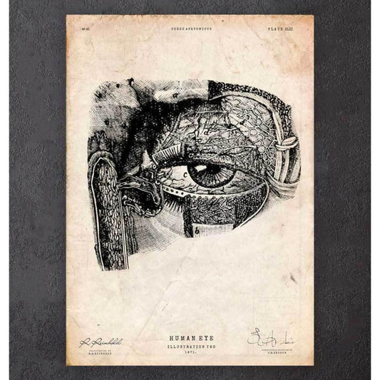 Eye Anatomy Print
