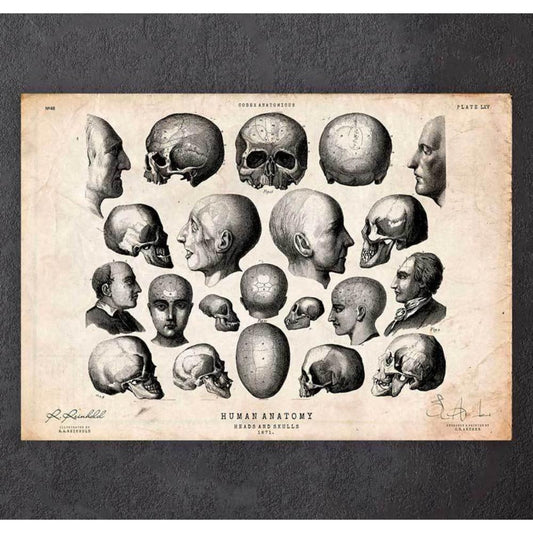Heads And Skulls Anatomy Print