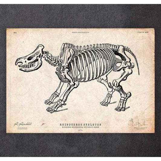 Rhino Skeleton Print