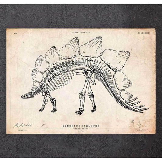 Dinosaur Skeleton Print Stegosaurus