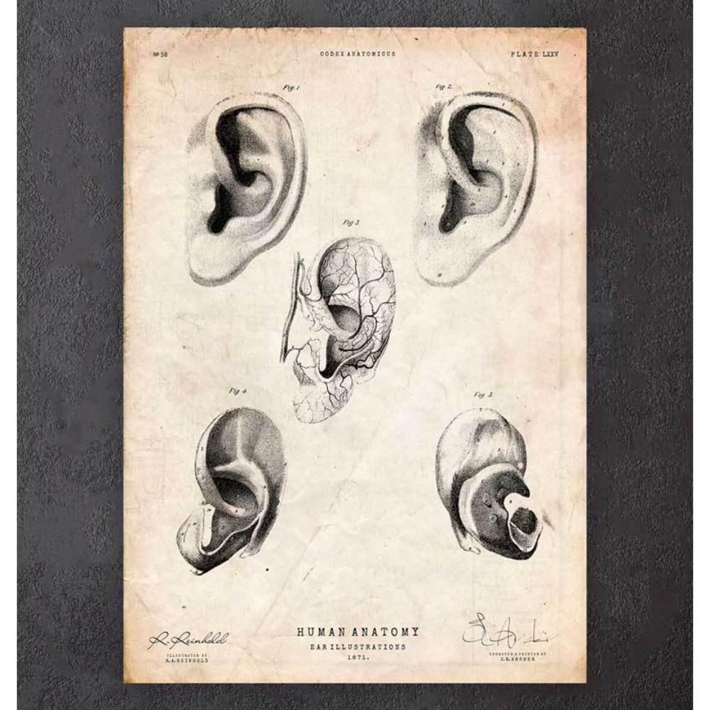 Ear Anatomy Print