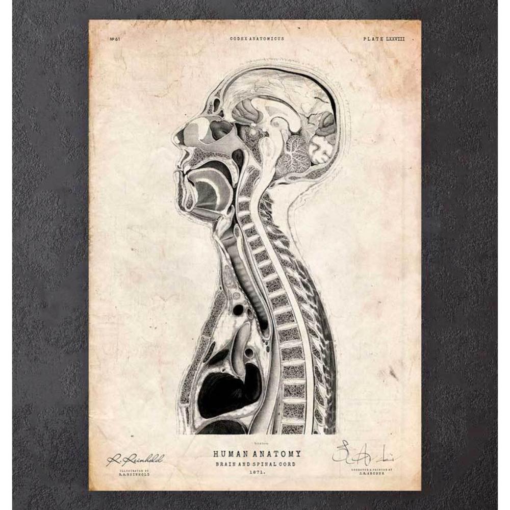 Brain And Spinal Cord Anatomy Print II