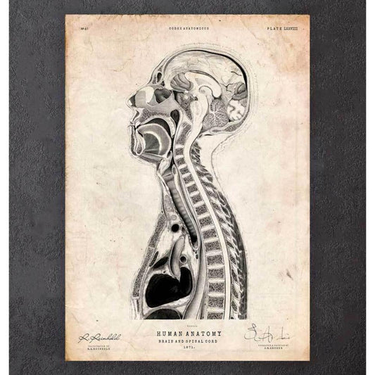 Brain And Spinal Cord Anatomy Print II