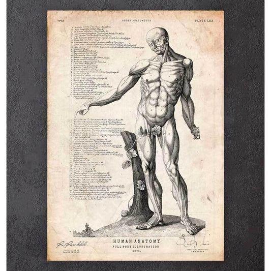 Full Body Human Anatomy Print Vi