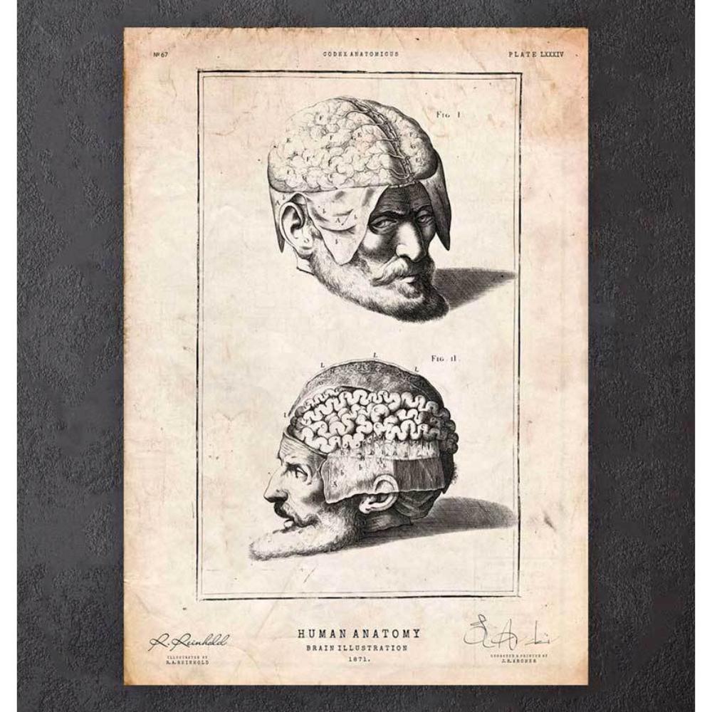 Brain Anatomy Print II