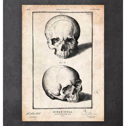Human Skull Print VIII