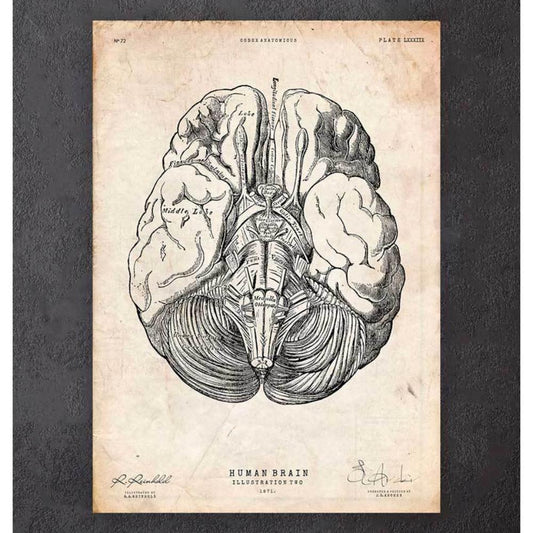 Brain Anatomy Print III