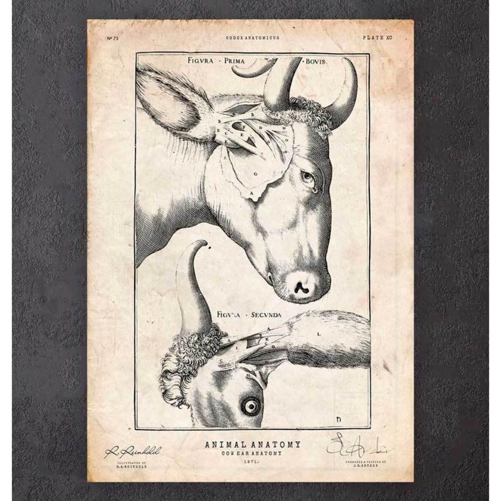 Cow Anatomy Print