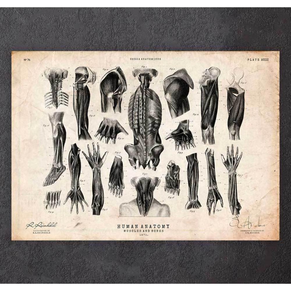 Human Anatomy Print Various Illustrations III
