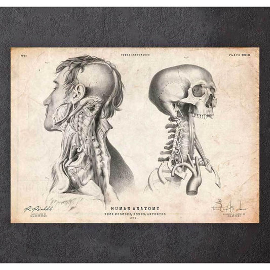 Head Anatomy Print IV