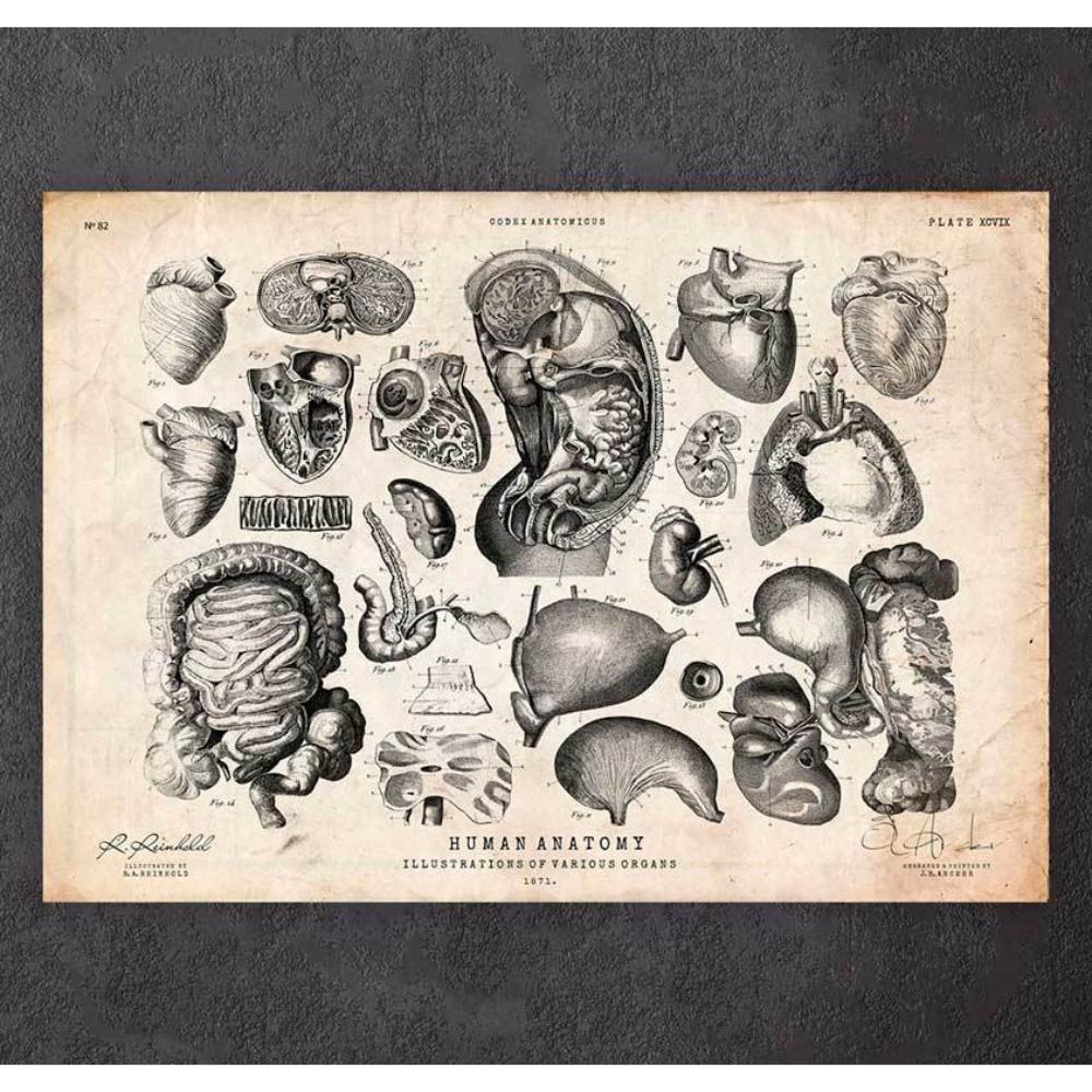 Human Anatomy Print Various Illustrations IV