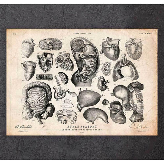 Human Anatomy Print Various Illustrations IV