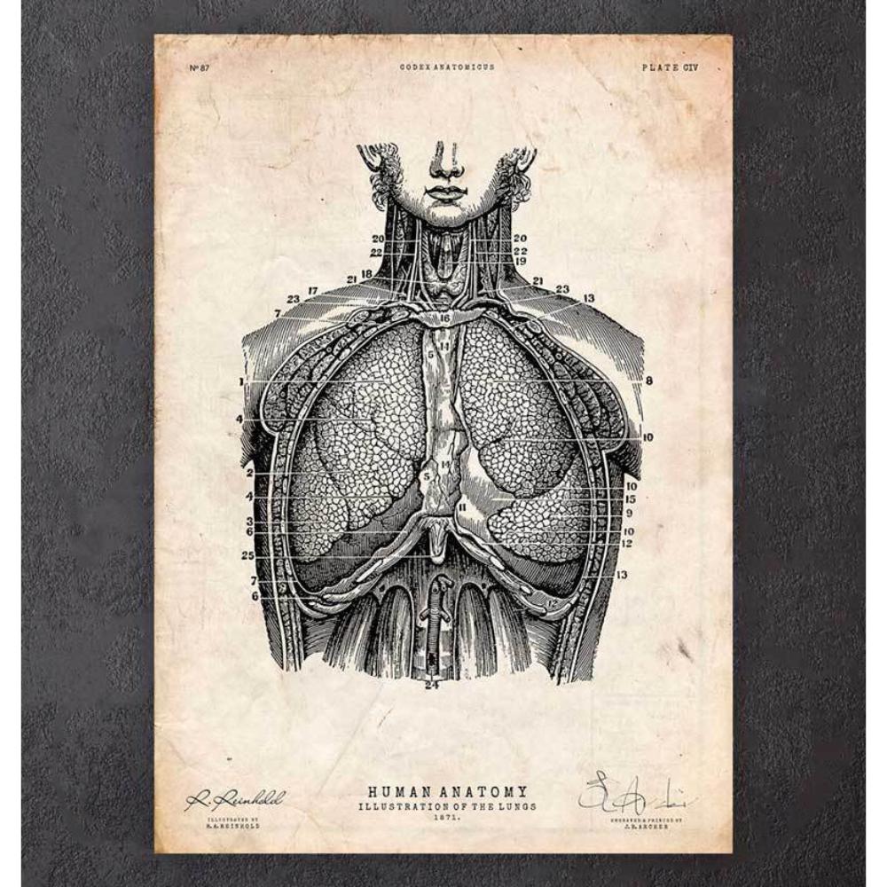 Lung Anatomy Print