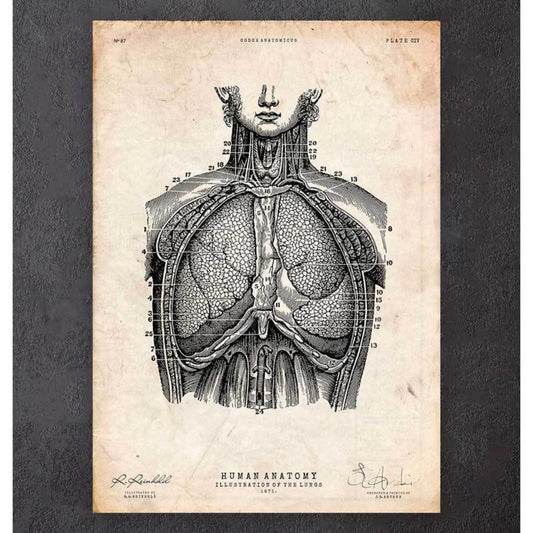 Lung Anatomy Print