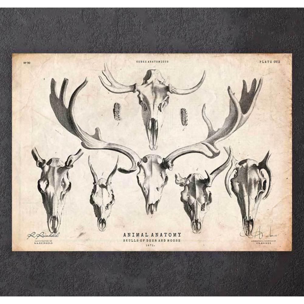Deer And Moose Skull Print