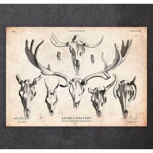Deer And Moose Skull Print